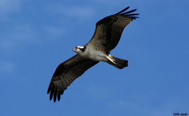 Osprey